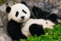 Loài động vật ngay cả sư tử cũng không dám động tới