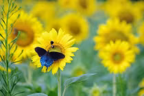 Ai sinh tháng Âm lịch này khiêm tốn, chăm chỉ, gặp nhiều may mắn