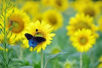 Ai sinh tháng Âm lịch này khiêm tốn, chăm chỉ, gặp nhiều may mắn