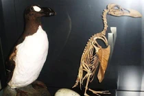 Tại sao chim cánh cụt khổng lồ ở Bắc Cực bị tuyệt chủng?