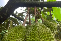 Khu vườn sầu riêng Musang King sai trĩu cành, chờ chín rụng bán 3 triệu/quả