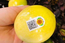 Chanh leo "đắt khét", dân buôn phải xếp hàng chờ mua