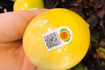 Chanh leo "đắt khét", dân buôn phải xếp hàng chờ mua