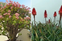 5 cây phong thủy nếu nở hoa sẽ mang đến tài lộc, may mắn