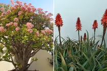 5 cây phong thủy nếu nở hoa sẽ mang đến tài lộc, may mắn