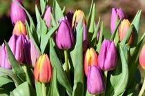 3 con giáp nhạy bén kinh doanh, tháng 12 đạt được ý nguyện