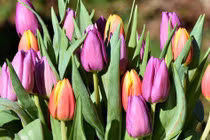 3 con giáp nhạy bén kinh doanh, tháng 12 đạt được ý nguyện