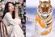 4 tuổi mang túi ba gang đón vàng vào cửa 90 ngày đầu năm 2024