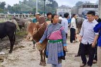 Hàng trăm thương lái đổ về “sàn giao dịch trâu” lớn nhất Tây Bắc