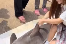 Mua con có "nguy cơ tuyệt chủng" về quay clip, cô gái bị fan soi