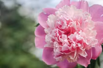 3 con giáp tỏa sáng rực rỡ, 2 tuần nữa “trúng số” liên tục