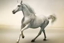 Nửa cuối tháng 8/2022: 3 con giáp vượng quý nhân, làm gì cũng thuận 