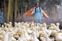 Cúm gia cầm lây sang người áp sát Việt Nam