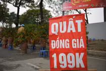 Đào, quất xả hàng giá sốc tiểu thương than: “Năm nay mất Tết“