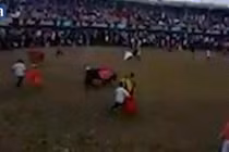 Bò chiến kiệt sức, gục ngã trên đường phố Tây Ban Nha 