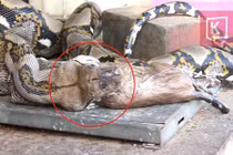 Video: Ăn một lúc 2 con mèo to, trăn khủng suýt chết vì nghẹn