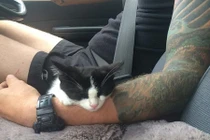 Cô gái Việt kiều phát "ghen" vì chồng đi đâu cũng ôm... mèo