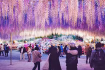 Có gì trong đường hầm hoa tử đằng tại Hà Nội?