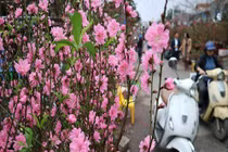 Vợ quyết ở lại HN ăn Tết, lý do khiến nhà chồng phẫn nộ 