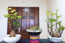 Dân mạng đua nhau trồng cây khoai lang để bàn và khoe chiến tích