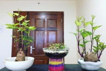 Dân mạng đua nhau trồng cây khoai lang để bàn và khoe chiến tích