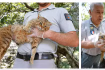 Loài mèo mới ở Địa Trung Hải với cái tên cực lạ