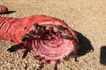 Sự thật sâu tử thần to bằng bắp tay, phóng độc giết người