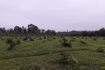 Tận cùng khốn nạn: Vườn bưởi Phúc Trạch bị chặt phá tan hoang