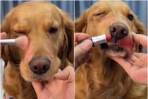 Nghỉ dịch lâu "ngứa nghề", "con sen" lôi "boss" ra thực hành 