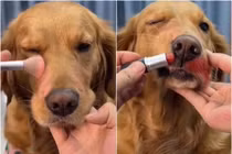 Nghỉ dịch lâu "ngứa nghề", "con sen" lôi "boss" ra thực hành 