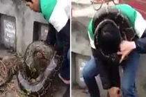 Tranh cãi về clip trăn khủng rúc mả tại Hưng Yên