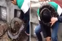 Tranh cãi về clip trăn khủng rúc mả tại Hưng Yên