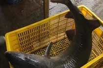 Tận mắt cá tầm 'khủng' gần 40kg, đại gia tranh mua