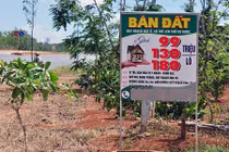 Ảnh: Biển rao bán đất trên cây dọc đường vành đai Buôn Ma Thuột 
