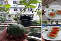 Chăm bẵm cật lực, “người nông dân” chán nản với thu về “hoa quả lạ“