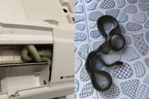 Điều hòa có tiếng kêu lạ, chủ nhà mở ra gặp đúng "bé na"