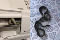 Điều hòa có tiếng kêu lạ, chủ nhà mở ra gặp đúng "bé na"