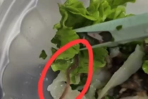 Ăn phở cuốn Hà Nội phát hiện giun ngoe nguẩy, khách hàng khóc thét