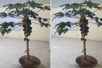 Chàng nhân viên trưng cây đu đủ nhấp nháy đèn ăn Tết 
