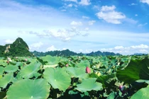 Giới trẻ nườm nượp tới check in tại đầm sen đẹp chẳng kém “tiên cảnh"