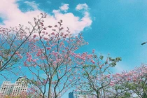 Hoa kén hồng đẹp ngây ngất tô điểm phố xá Sài Gòn