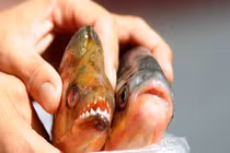 Dung nhan “quái vật ăn tinh hoàn” khét tiếng Amazon 