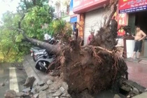 HN kiểm tra cây xanh mất an toàn sau bão số 1