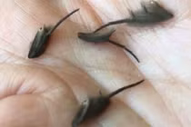 Truy tìm sinh vật lạ: Đuôi ngoe nguẩy như chuột nhưng chẳng phải