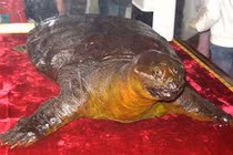 Tiết lộ thủ phạm sát hại cụ Rùa ở đền Ngọc Sơn