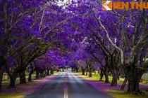 Giới trẻ Việt mê mẩn con đường hoa tím ở xứ sở Kangaroo 