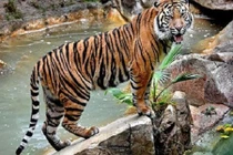 Hổ vồ chết một nhân viên sở thú 