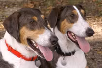 Giới nhà giàu Trung Quốc đổ xô đi nhân bản chó cưng