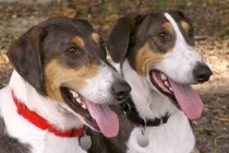 Giới nhà giàu Trung Quốc đổ xô đi nhân bản chó cưng