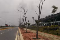 Cây chết khô hàng loạt trên đường vào sân bay Nội Bài